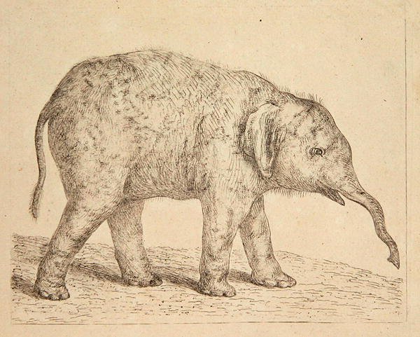 Elefantti (etsaus) tekijältä Johann Heinrich Wilhelm Tischbein