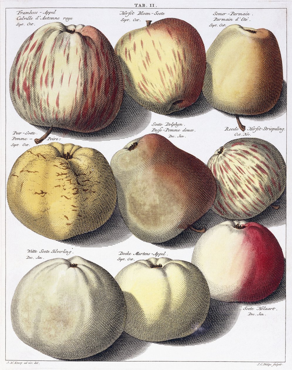 Erilaisia omenoita, 1758 tekijältä Johann Hermann Knoop