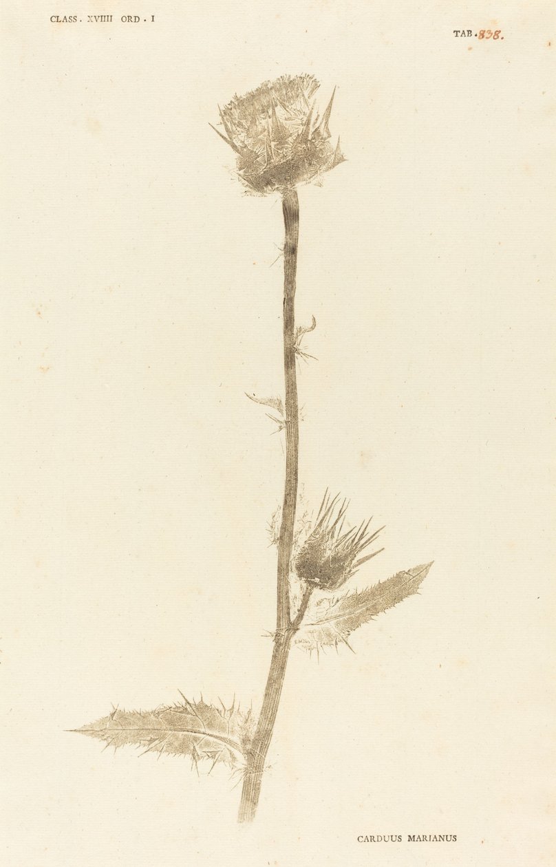 Marianus Cardus tekijältä Johann Hieronymus Kniphof
