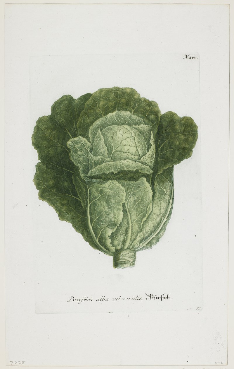 Brassica alba vel viridis, lähteestä Phytanthoza Iconographia, 1735-45. tekijältä Johann Jakob Haid