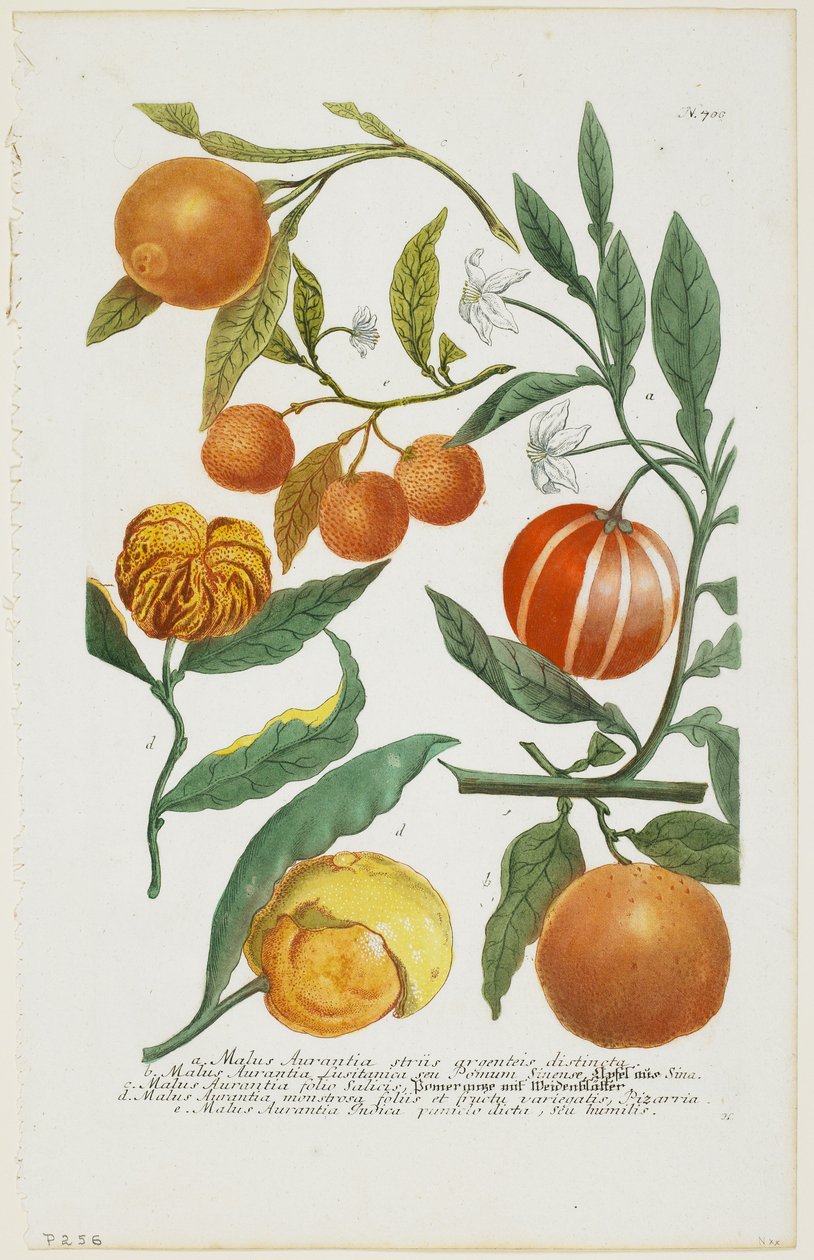 a-e Malus Aurantia jne., Phytanthoza Iconographia, 1735-45 tekijältä Johann Jakob Haid