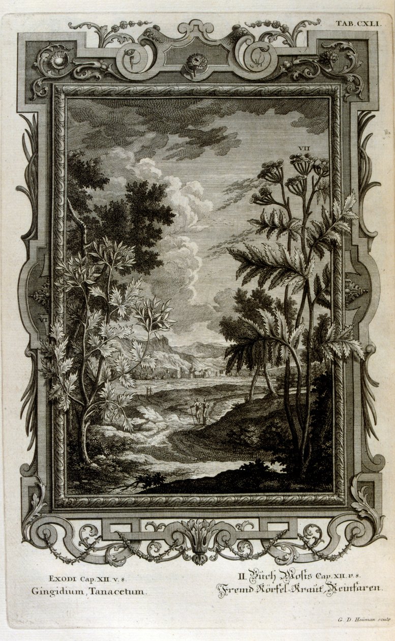 Kuva tekijältä Johann Jakob Scheuchzer