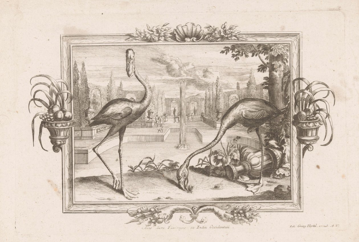 Twee flamingoja Aves dicta Flaminges ex India Occidentali (otsikko esineessä) tekijältä Johann Jakob Stelzer