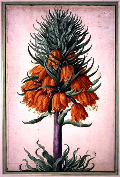 Fritillaria imperialis (kruunun keisarillinen) levy 25 Nassau Florilegiumista (akvarelli paperille) tekijältä Johann Jakob Walther