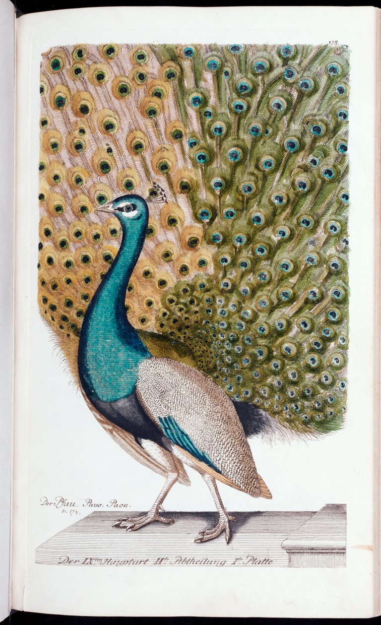 Uros riikinkukko täydessä näytössä, 1763 tekijältä Johann Leonhard Frisch
