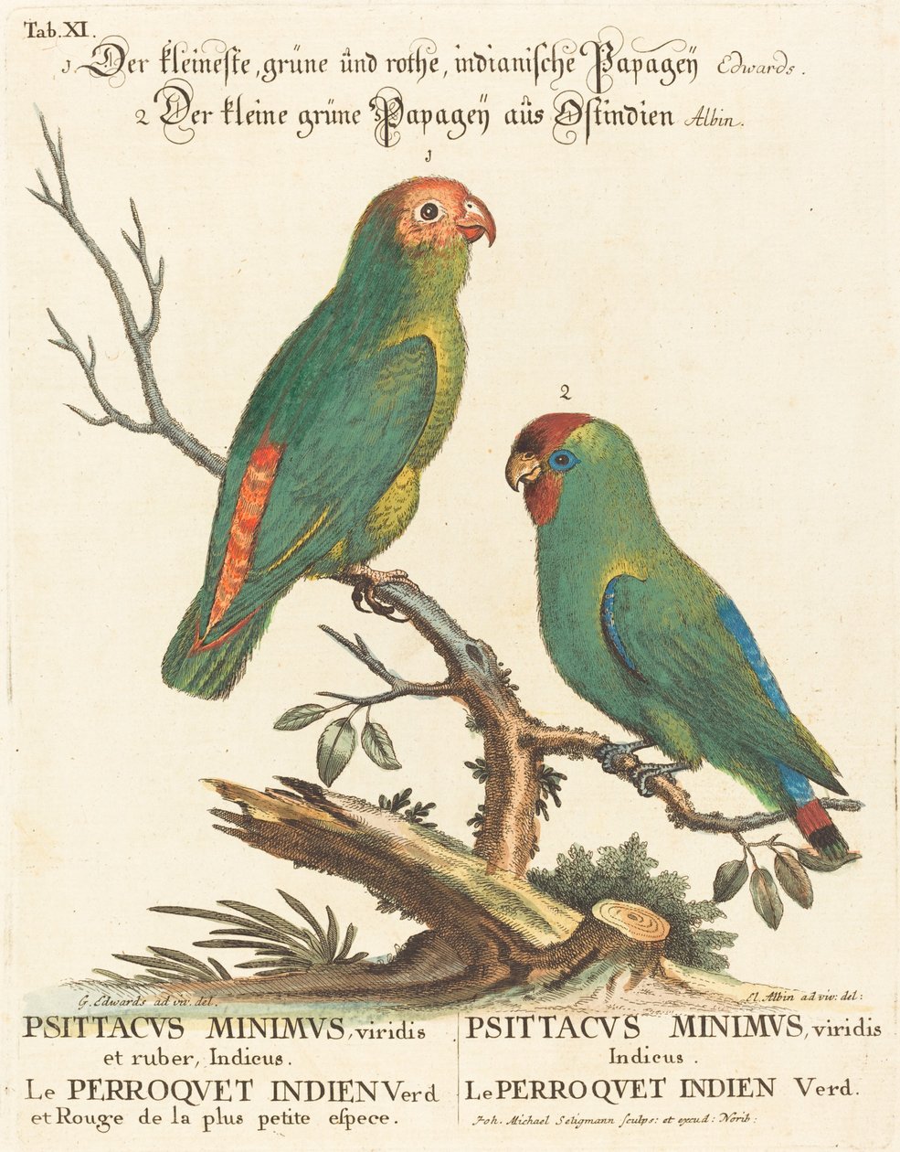 Papukaija (Le Perroquet Indien. Psittacus Minimus) tekijältä Johann Michael Seligmann after George Edwards