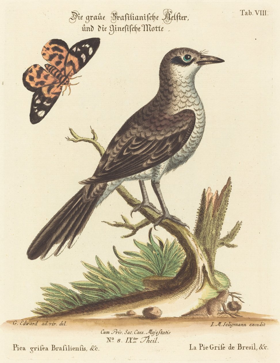 Pica grisea Brasiliensis tekijältä Johann Michael Seligmann after George Edwards