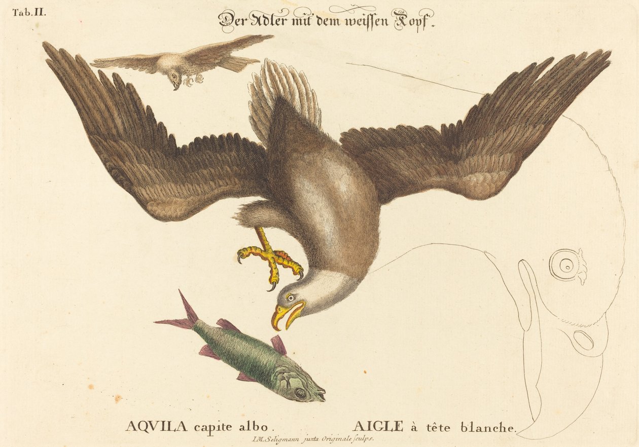 Bald Eagle (Falco leucocephalus) tekijältä Johann Michael Seligmann after Mark Catesby