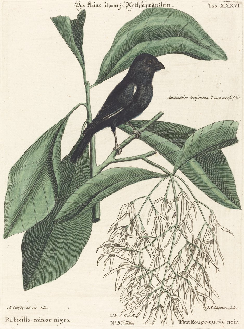 Pieni musta härkä (Rubicilla minor nigra) tekijältä Johann Michael Seligmann after Mark Catesby