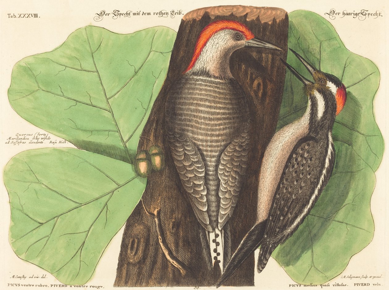 Punatikka (Picus Carolinus) tekijältä Johann Michael Seligmann after Mark Catesby
