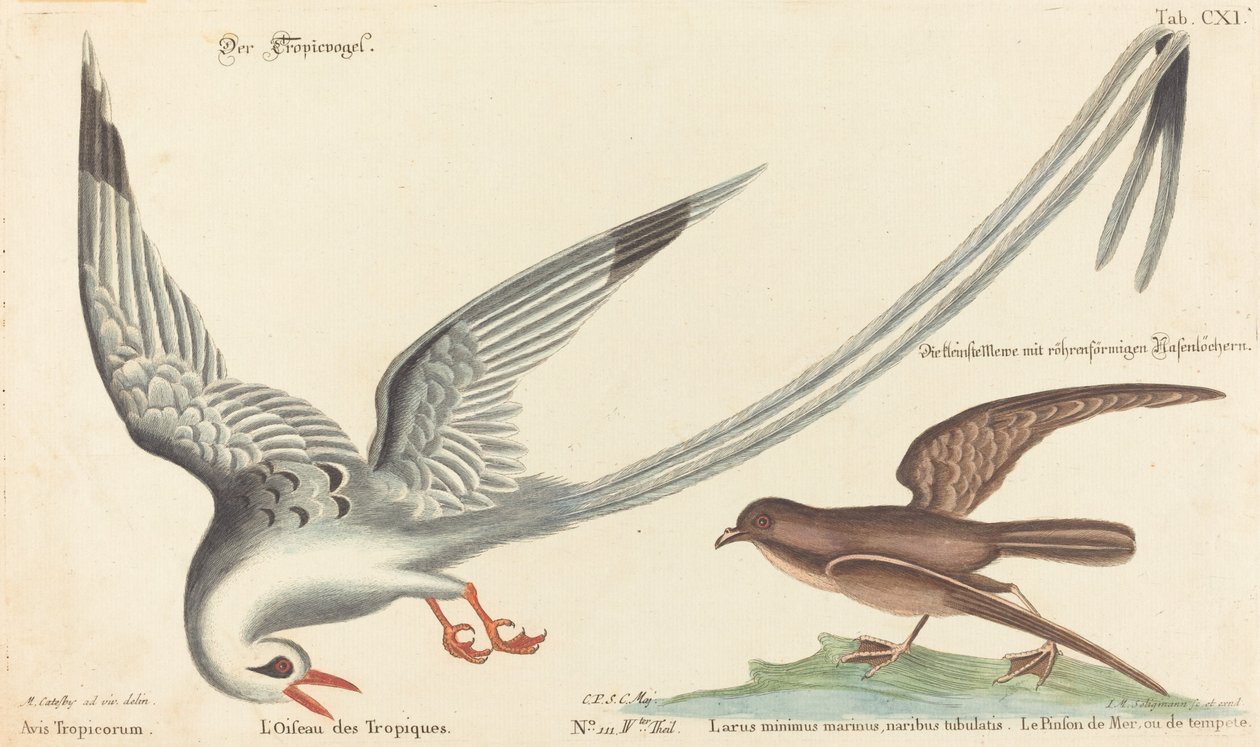 Trooppinen lintu (Phaeton aethereus) tekijältä Johann Michael Seligmann after Mark Catesby