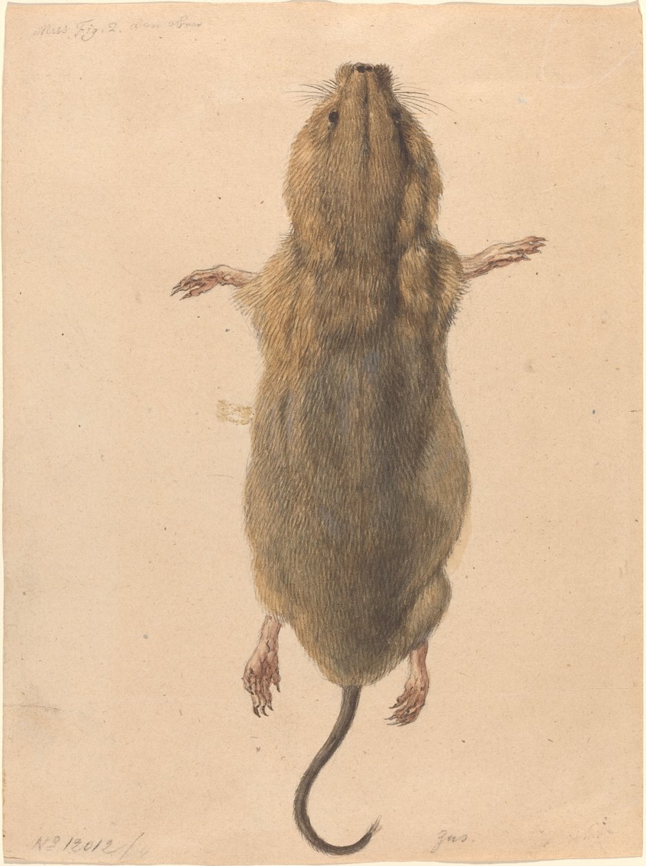 Kenttähiiri, ylhäältä tekijältä Johann Rudolph Schellenberg