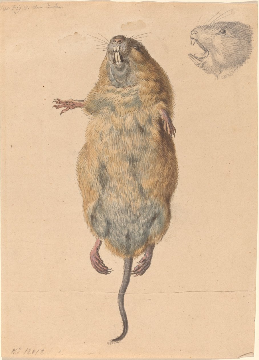 Kenttähiiri, alhaalta tekijältä Johann Rudolph Schellenberg