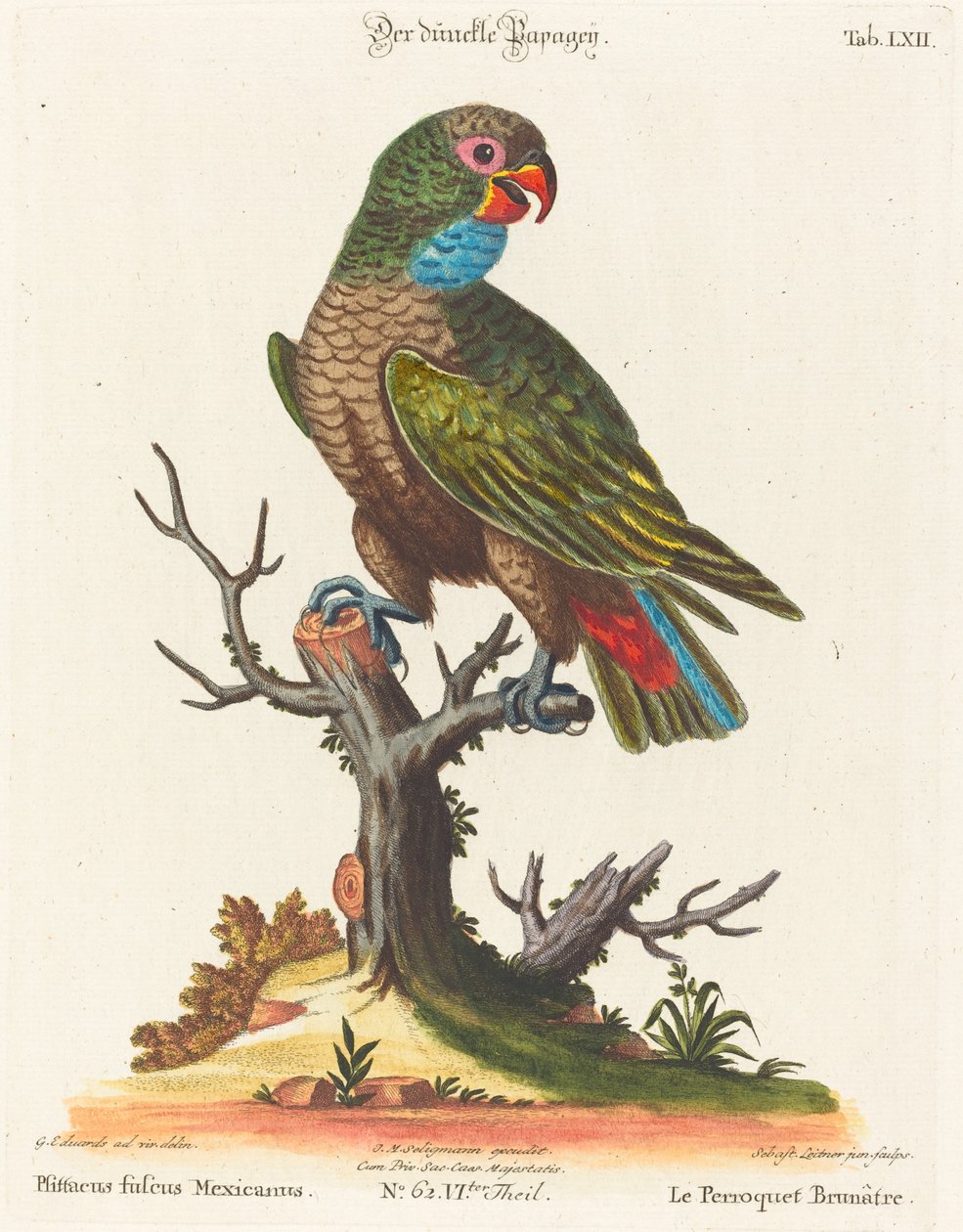 Papukaija (Le Parrot Brunatre. Pfittacus Fulcus Mexicanus) tekijältä Johann Sebastian Leitner after George Edwards