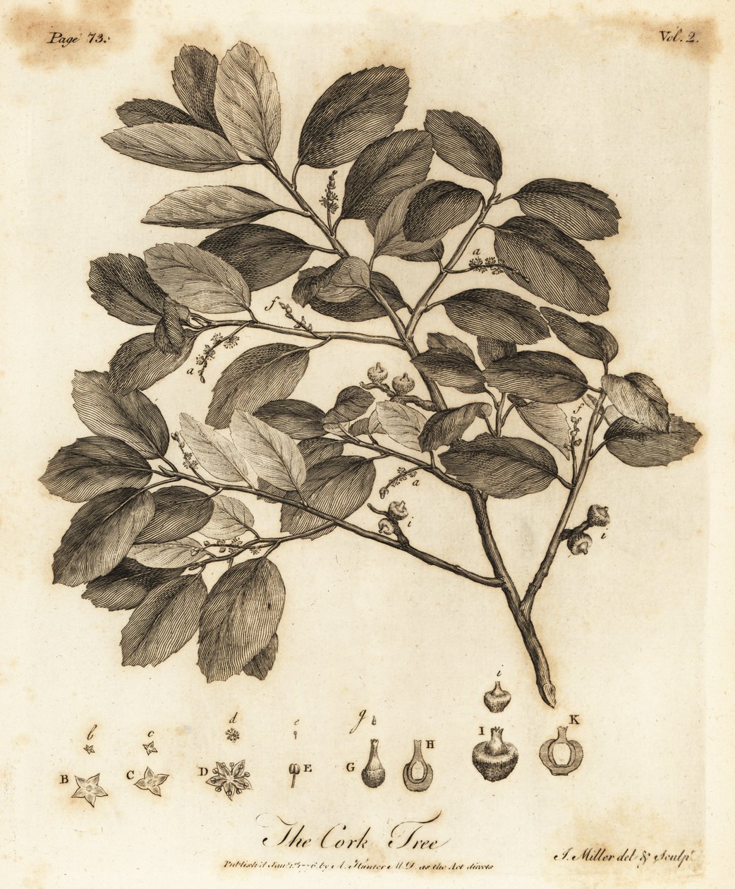 Korkkitammi, Quercus suber. tekijältä Johann Sebastien Muller