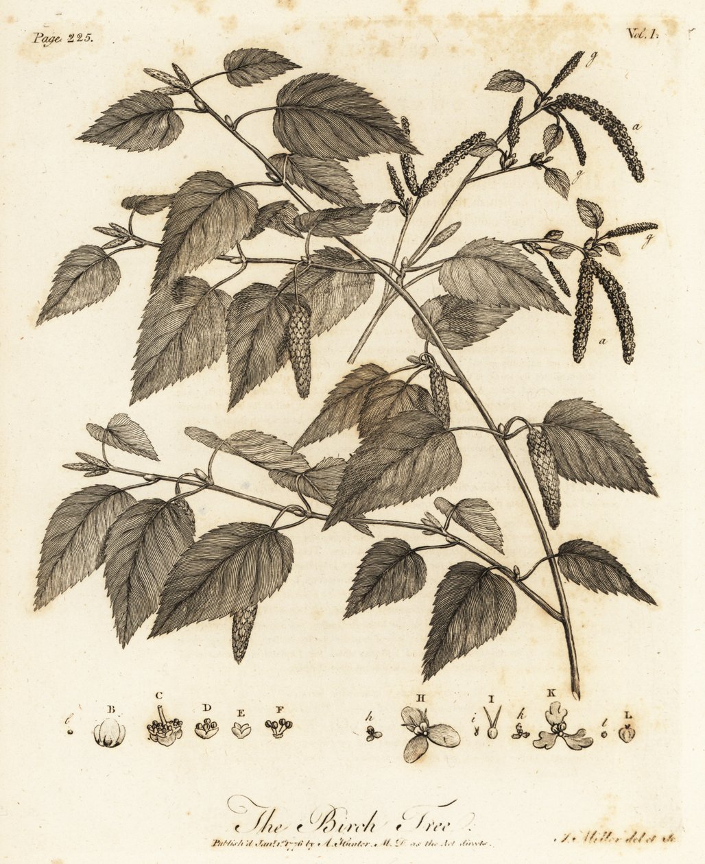Untuvakoivu, Betula pubescens. tekijältä Johann Sebastien Muller