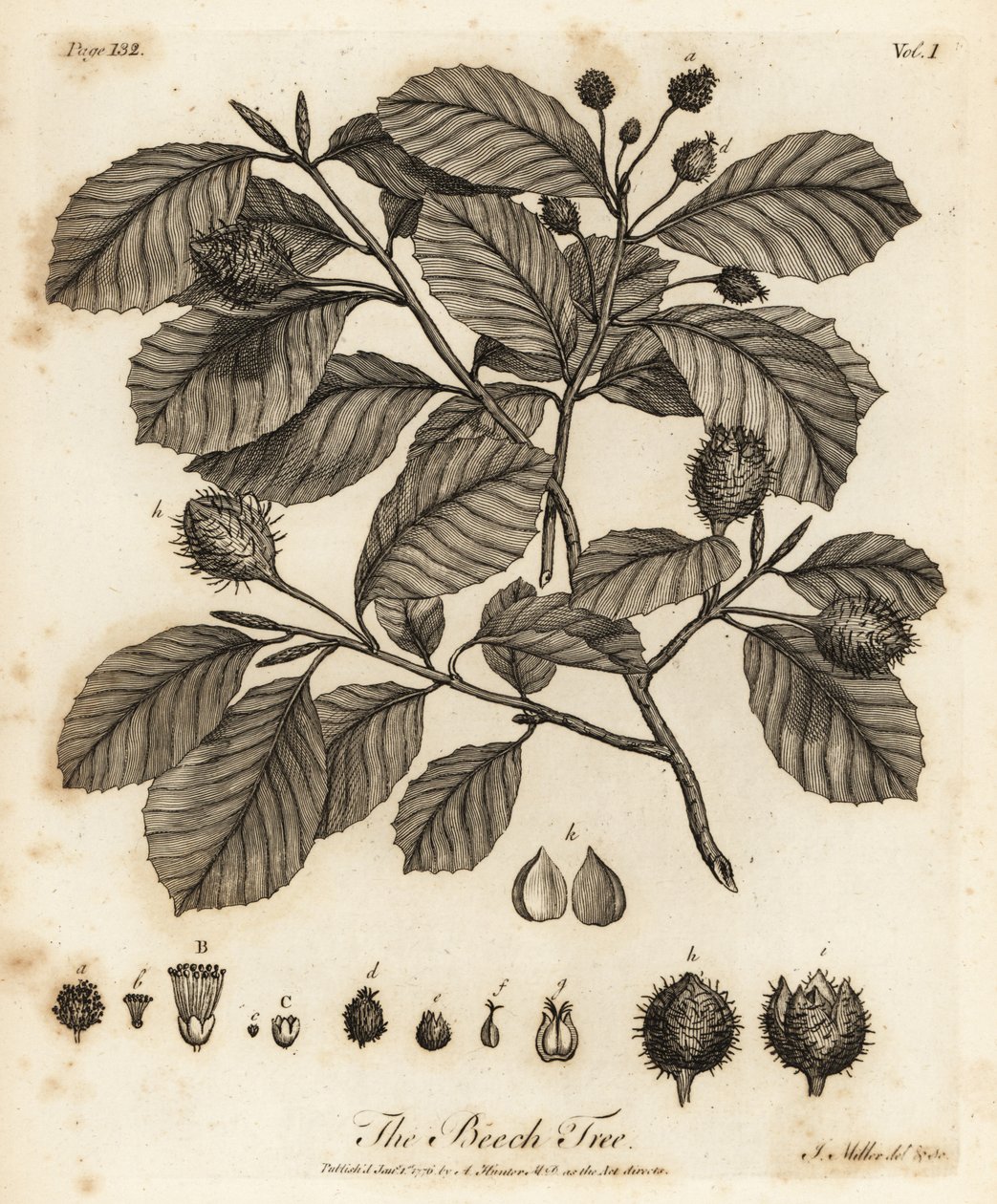 Eurooppalainen pyökki tai tavallinen pyökki, Fagus sylvatica. tekijältä Johann Sebastien Muller