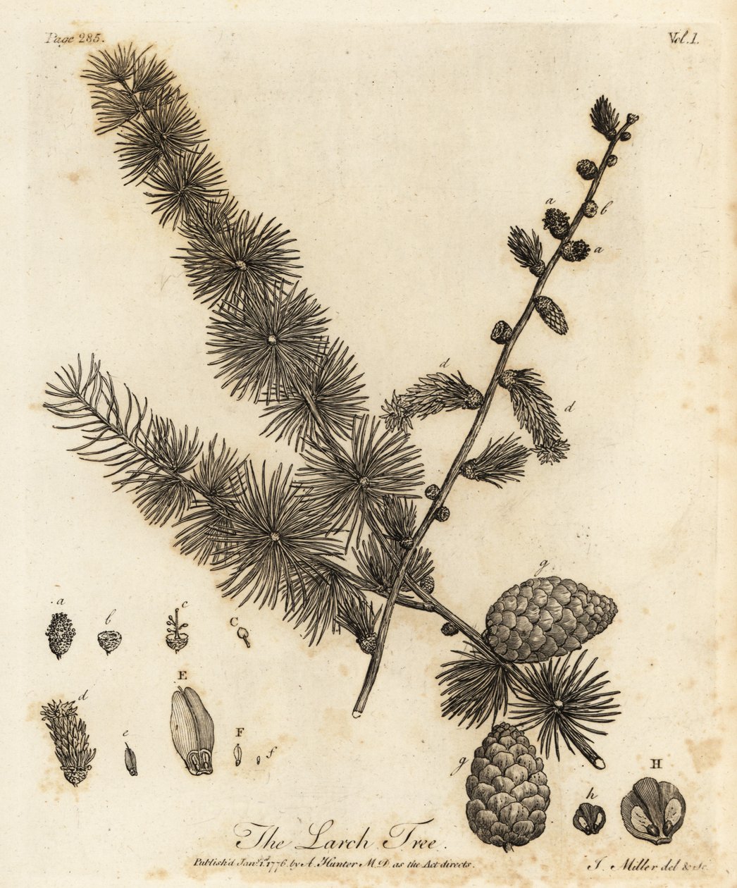 lehtikuusi, Larix decidua. tekijältä Johann Sebastien Muller