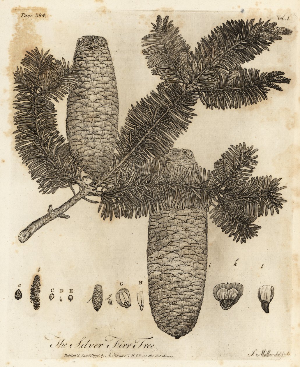 Euroopan kuusi, Abies alba. tekijältä Johann Sebastien Muller