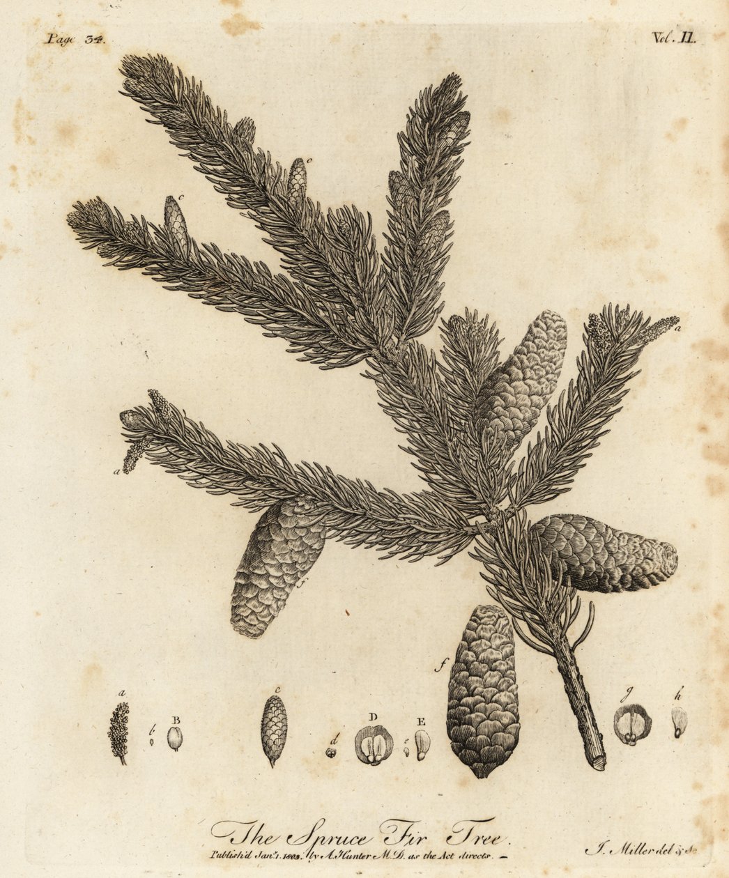 Kuusi tai euroopankuusi, Picea abies tekijältä Johann Sebastien Muller