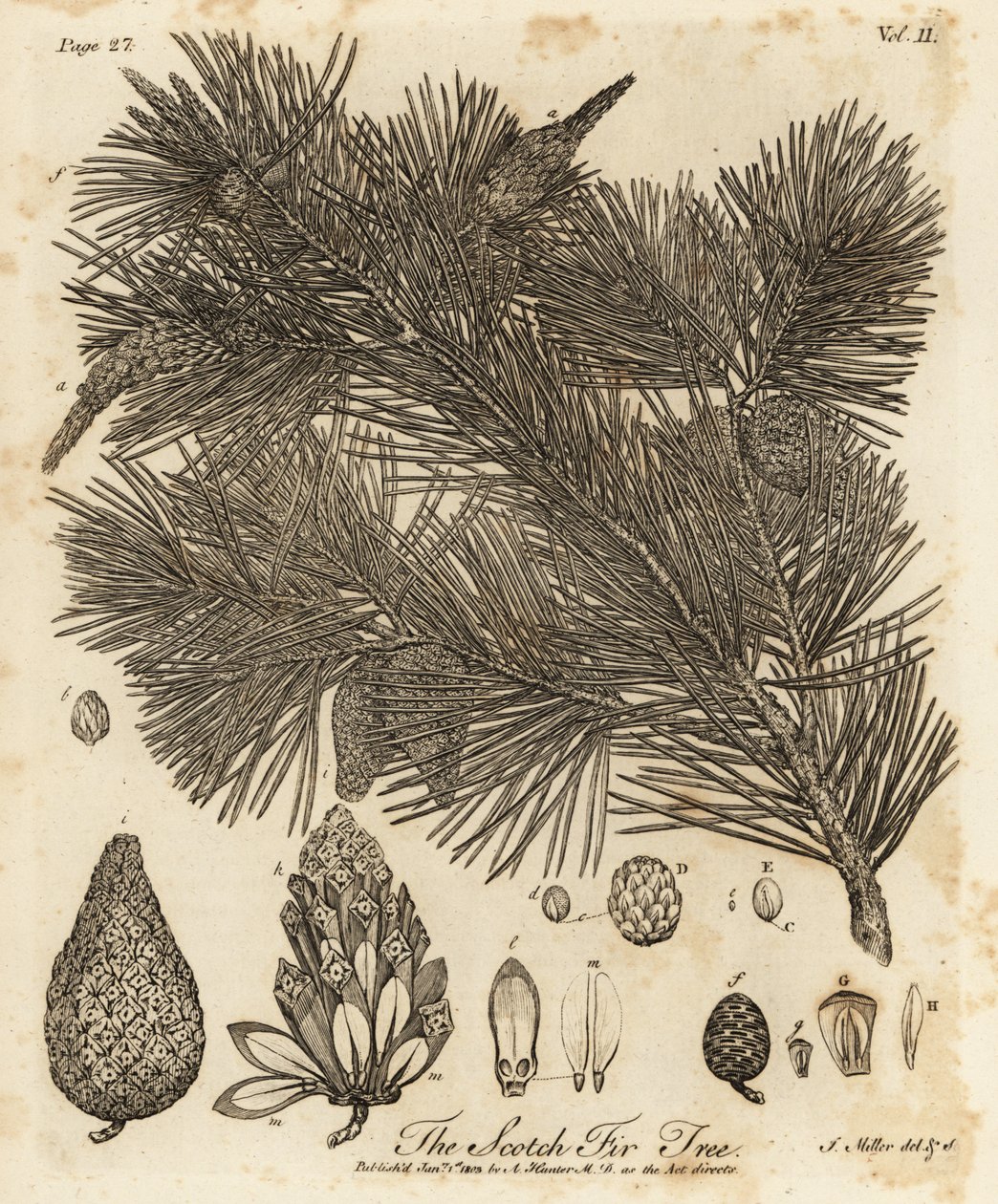 mänty, Pinus sylvestris. tekijältä Johann Sebastien Muller