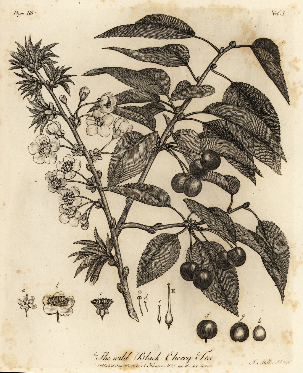 Hapankirsikka, hapankirsikka tai kääpiökirsikka, Prunus cerasus. tekijältä Johann Sebastien Muller