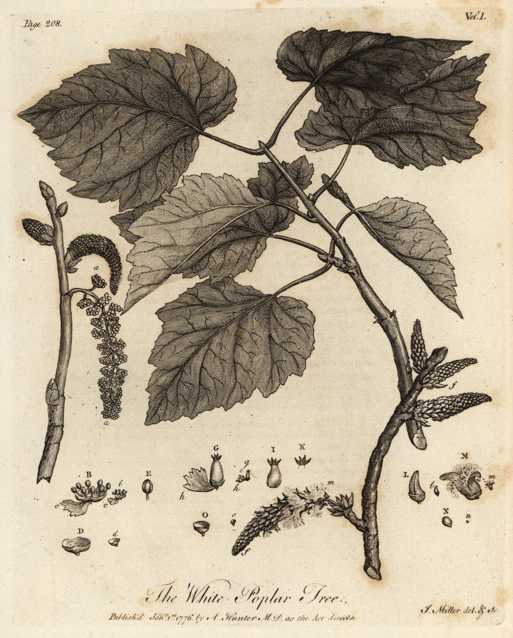 Valkoinen poppeli, Populus alba. tekijältä Johann Sebastien Muller
