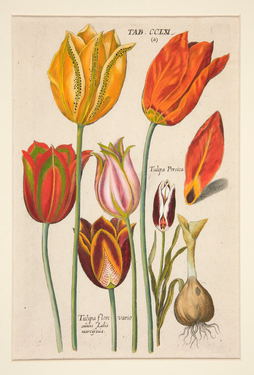 Uusi Florilegium, tämä on kukkien ja kasvien erilaiset ja suurimmat säteet (kukkalevy); (tulppaanit); 81 levyn sarjasta tekijältä Johann Theodor de Bry