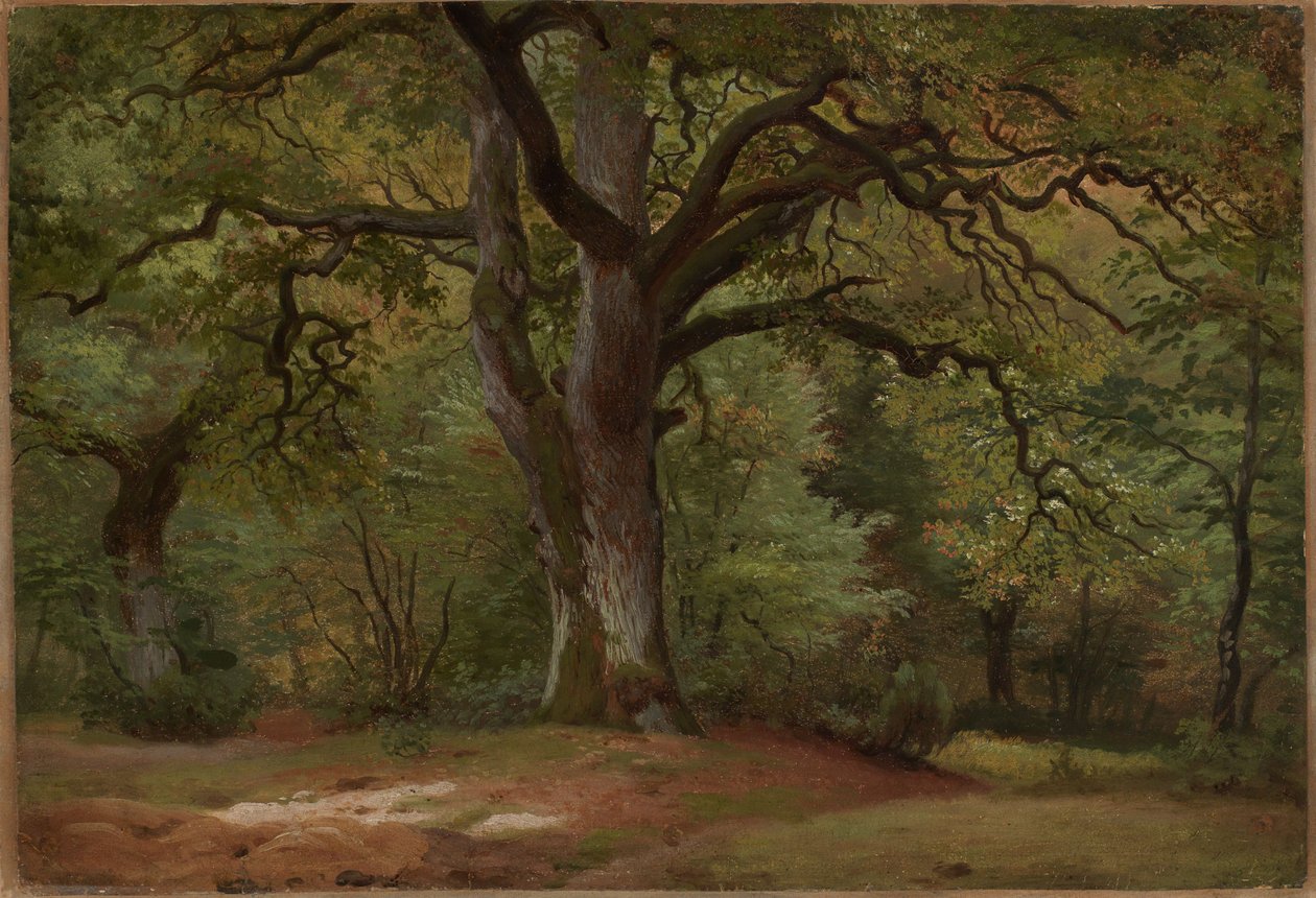 Tammimetsä Sollingissa tekijältä Johann Wilhelm Schirmer