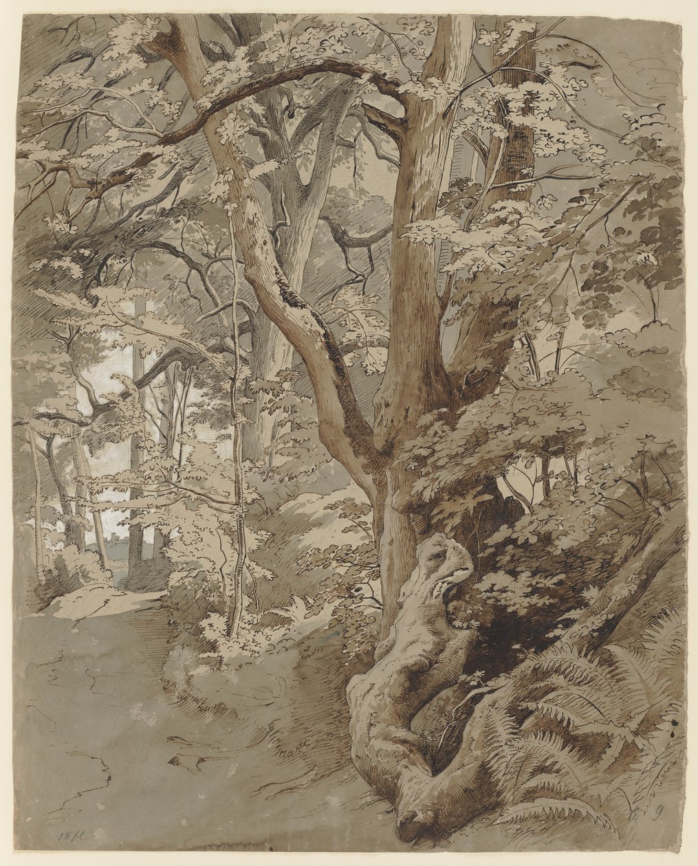 Metsämaisema, jossa on tammi ja saniaisia tekijältä Johann Wilhelm Schirmer