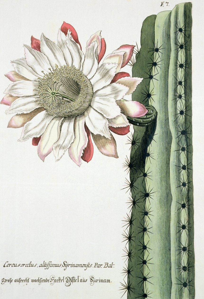 Cereus Erectus Altissimus Syrinamensis Phythanthoza Iconographicasta, julkaistu Saksassa, 1737-45 tekijältä Johann Wilhelm Weinman