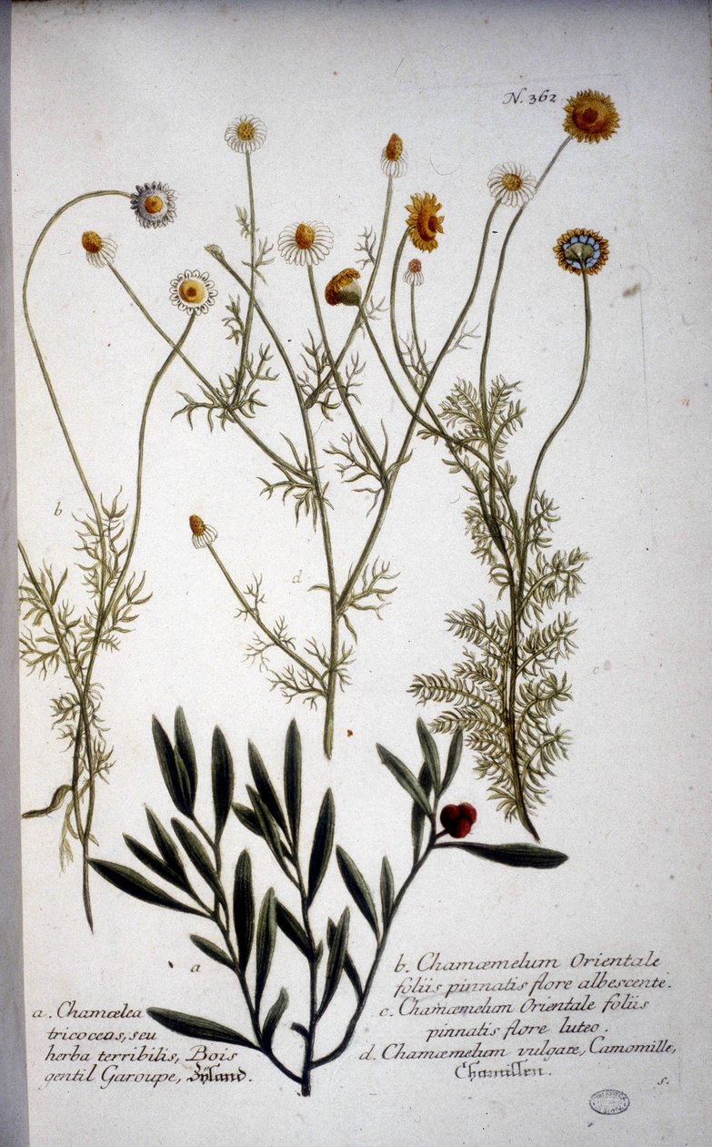 Useita Chamaemelum (kamomilla) lajeja - J.W.Weinmannin "" Herbariumissa vuonna 1737. tekijältä Johann Wilhelm Weinman
