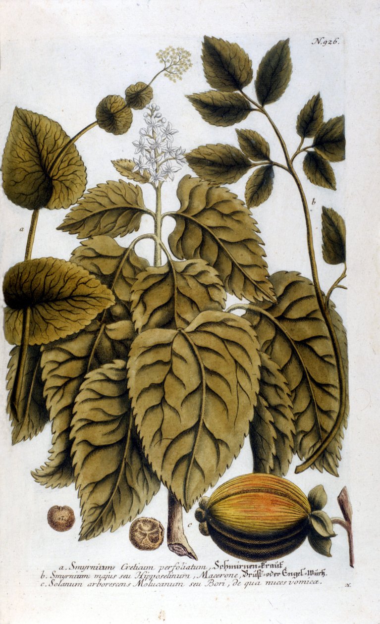 Smyrnium Cretium perfoliatum - Maceron de Crete tai Maceron perfolia. Levy otettu J. W. Weinmannin herbaariosta tekijältä Johann Wilhelm Weinman