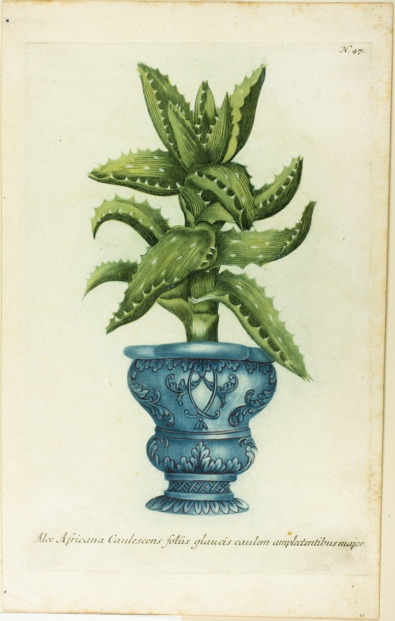 Afrikkalainen aloe, levy 47, Phtanthoza Iconographia tekijältä Johann Wilhelm Weinmann