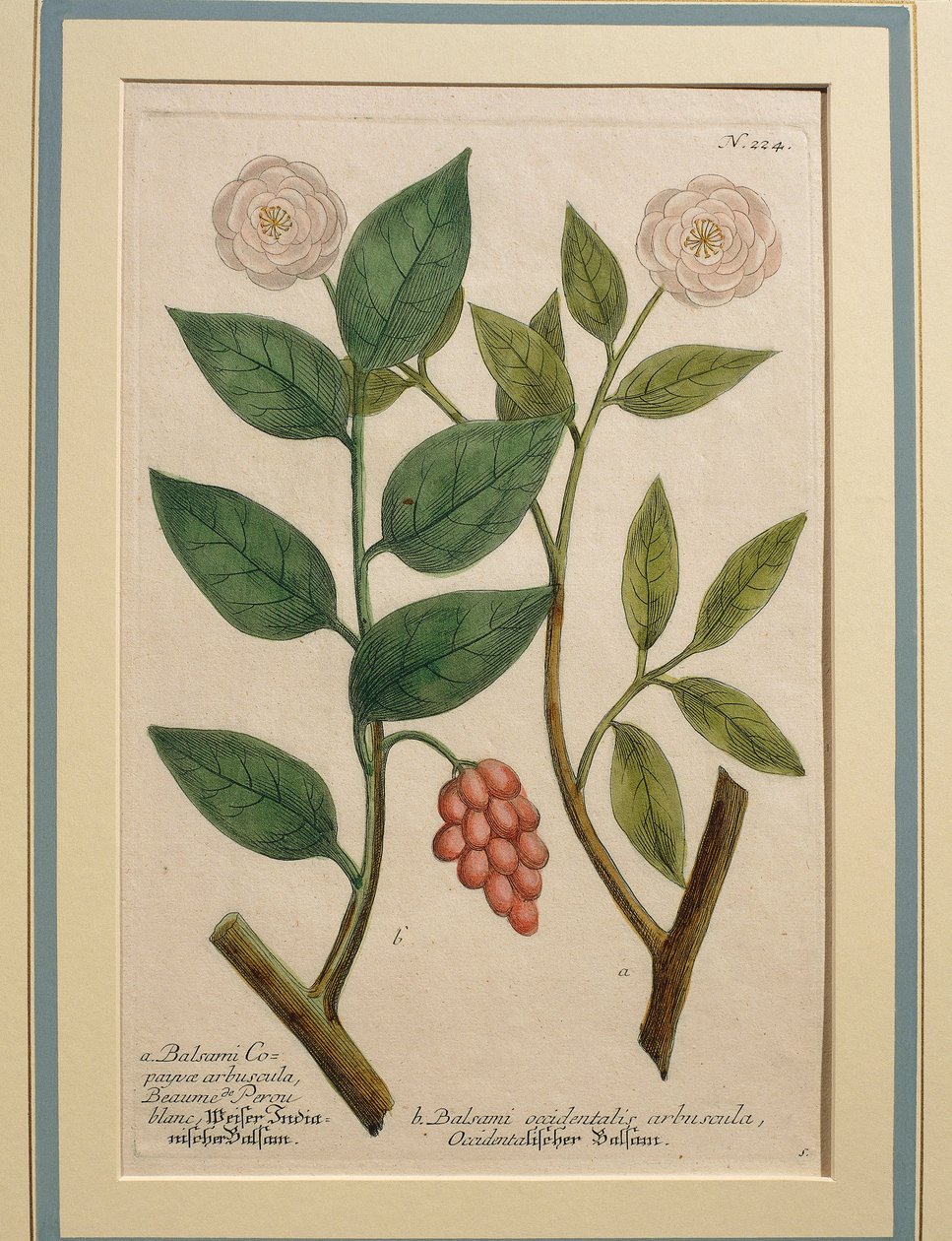 Länsibalsamipensas, värillinen kaiverrus tekijältä Johann Wilhelm Weinmann