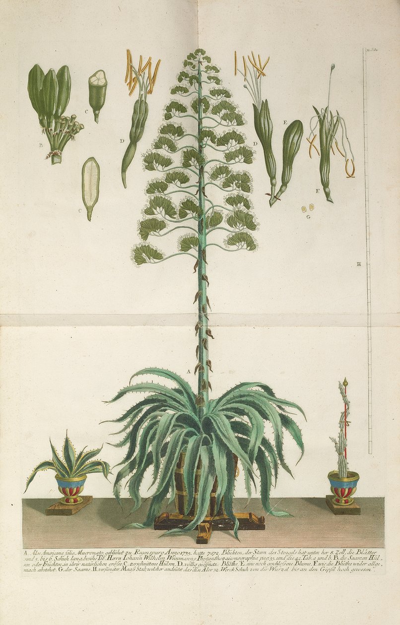 Kaiverrettu ja mezzotint-levy Aloe Americana folio Mucronato, c. 1735-1737 tekijältä Johann Wilhelm Weinmann