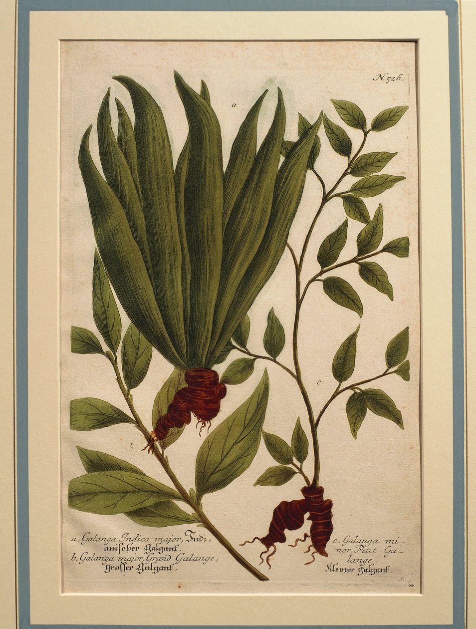Suurgalangal (Alpinia galanga), Galanga Indica-duuri ja Galanga-duuri, värillinen kaiverrus tekijältä Johann Wilhelm Weinmann