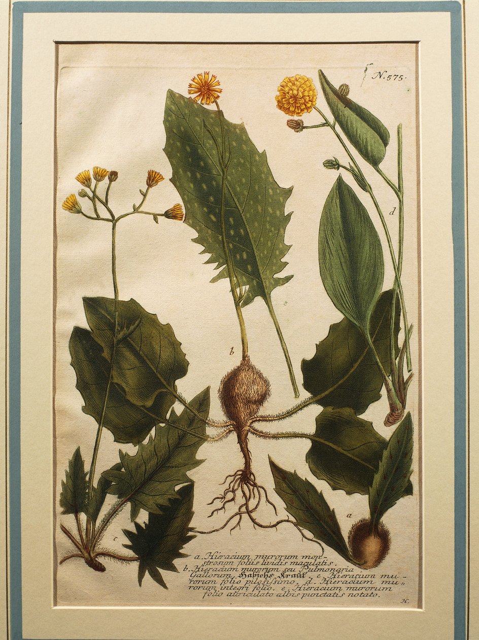 Wall Hawkweed (Hieracium murorum), värillinen kaiverrus tekijältä Johann Wilhelm Weinmann