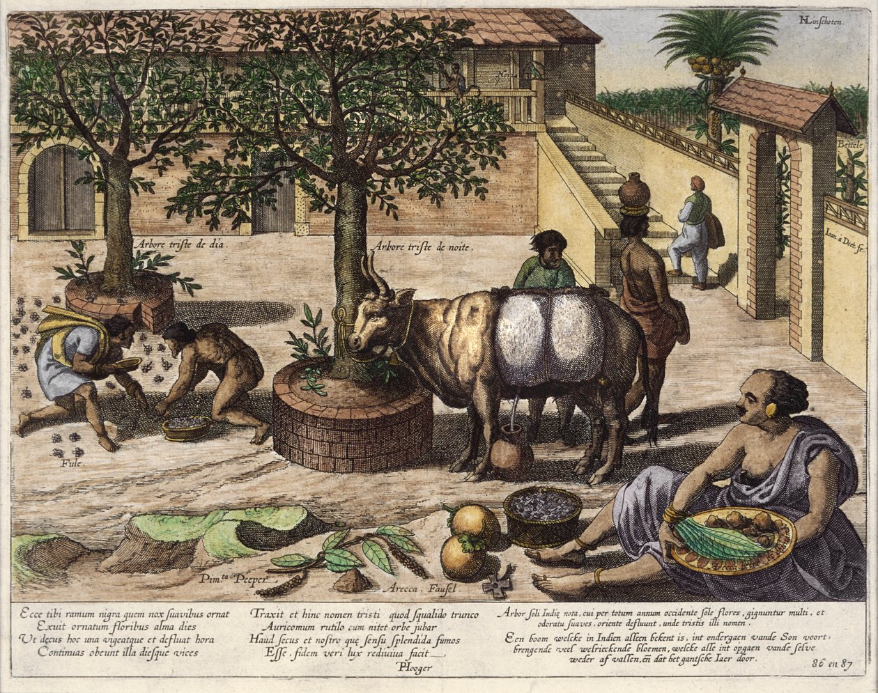 Intian tuotteita, kuvitus teoksesta "Jan Huyghen van Linschoten, His Discourse of Voyages into the East and West Indies", 1579-92 (värikaiverrus). tekijältä Johannes Baptista van Doetechum the Younger