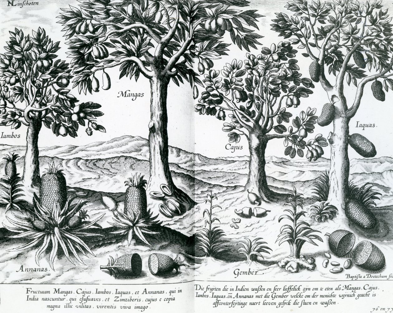 Trooppiset hedelmäpuut, 1596 tekijältä Johannes Baptista van Doetechum the Younger