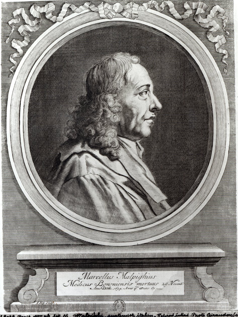Marcello Malpighi (1628-94) 67, 1694 tekijältä Johannes Kip