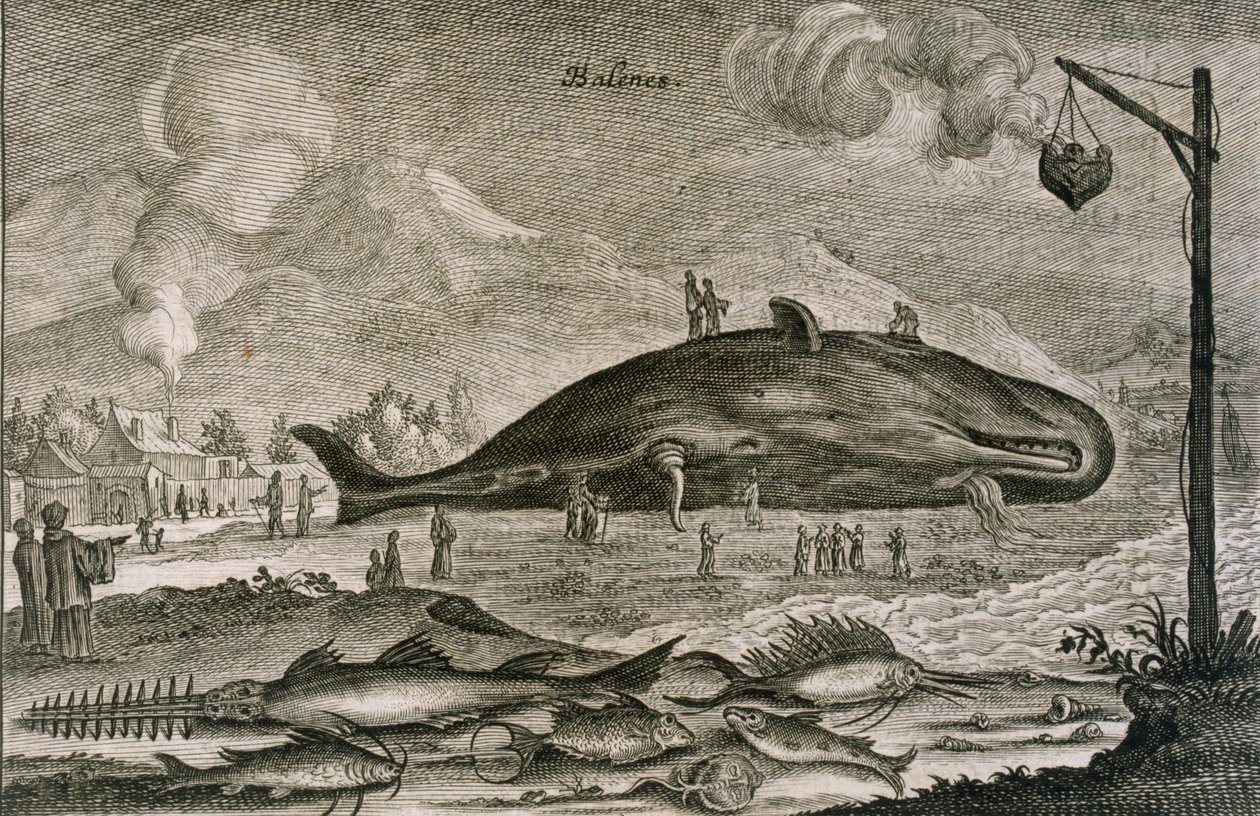 Rannalle jäänyt kaskelotti useiden muiden kalojen kanssa Kiinan vesiltä, 1665 tekijältä Johannes Nieuhoff
