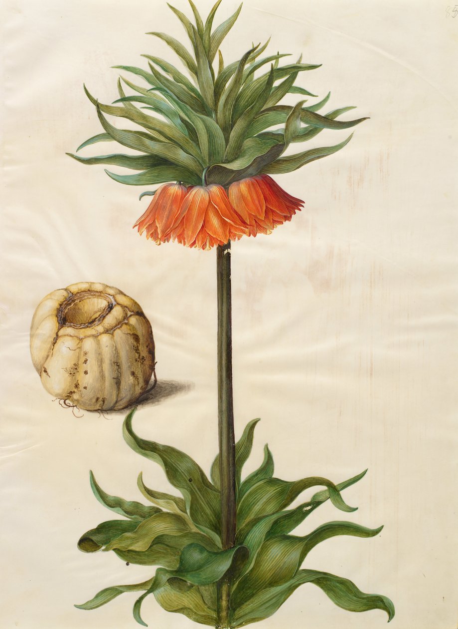 Fritillaria imperialis tekijältä Johannes Simon Holtzbecher