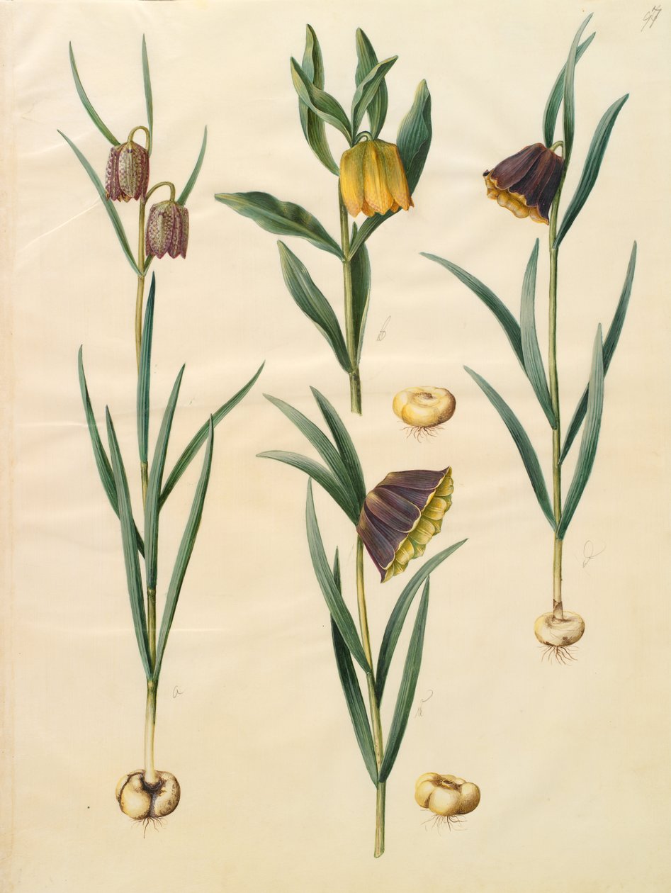 Fritillaria meleagris tekijältä Johannes Simon Holtzbecher