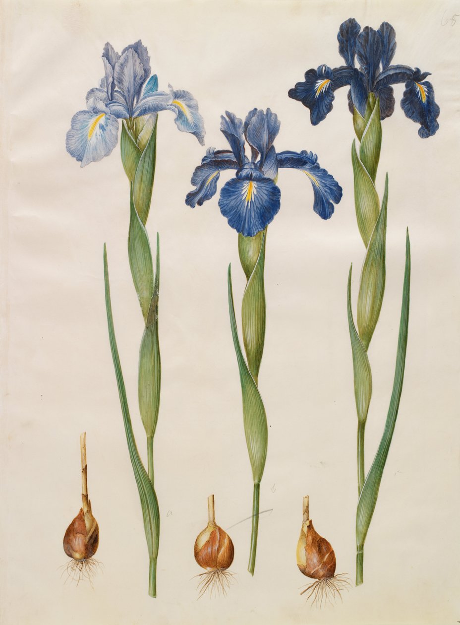 Iris xiphioides tekijältä Johannes Simon Holtzbecher