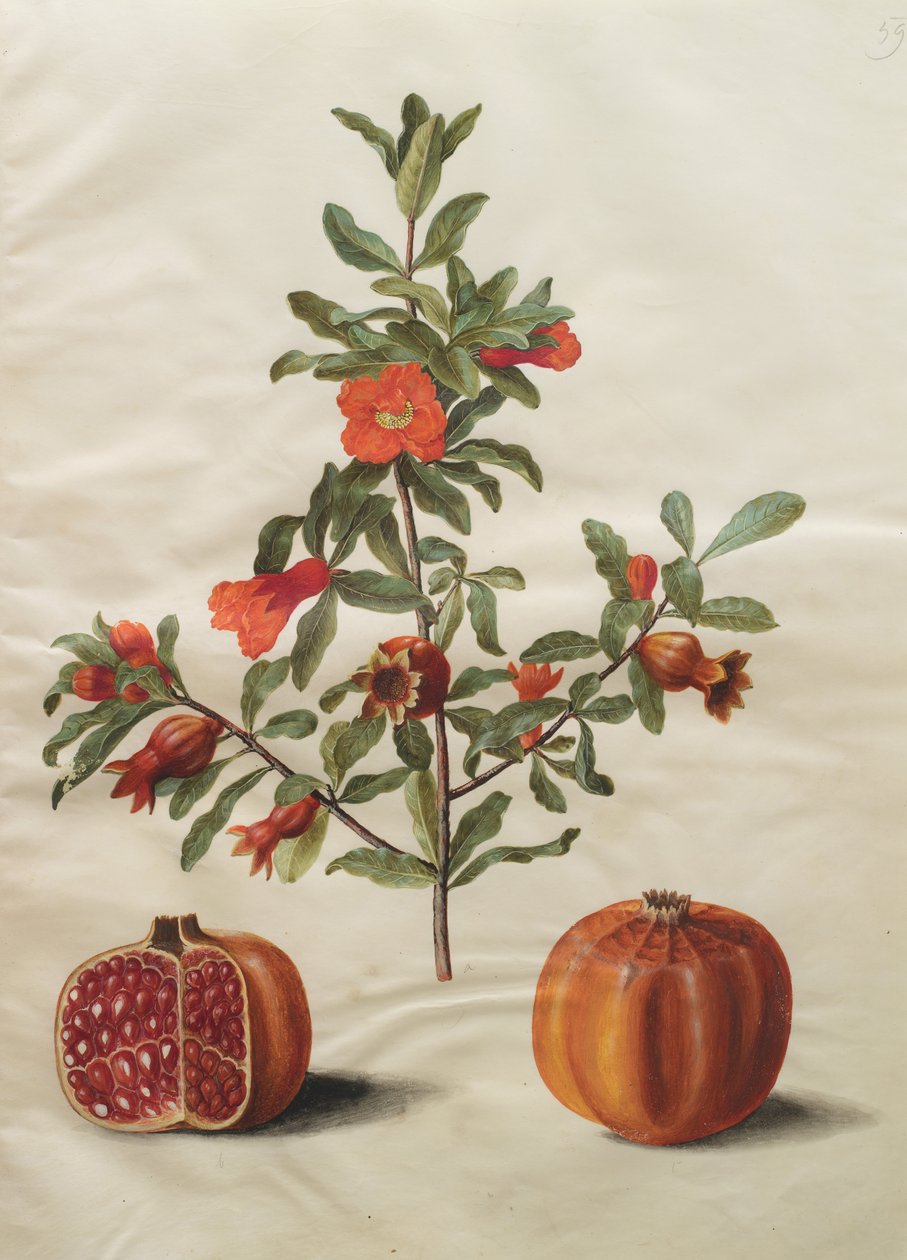 Punica granatum simp ja pl tekijältä Johannes Simon Holtzbecher