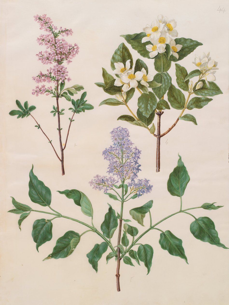 Syringa x persica; Philadelphus coronarius; Syringa vulgaris tekijältä Johannes Simon Holtzbecher