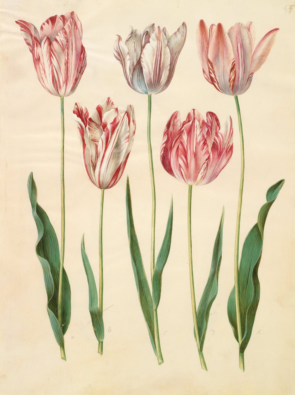 Tulipa gesneriana tekijältä Johannes Simon Holtzbecher