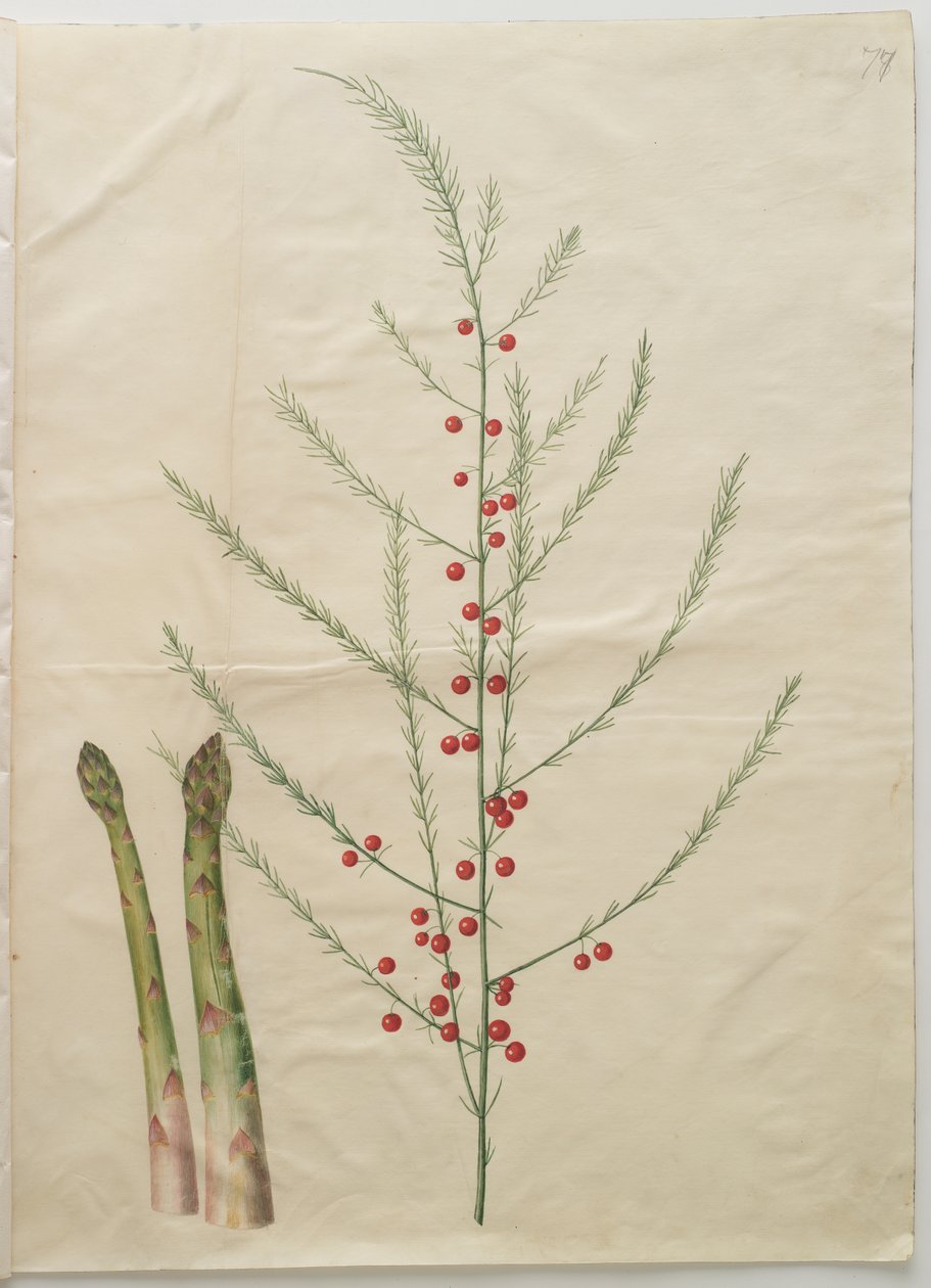 Parsa officinalis tekijältä Johannes Simon Holtzbecker