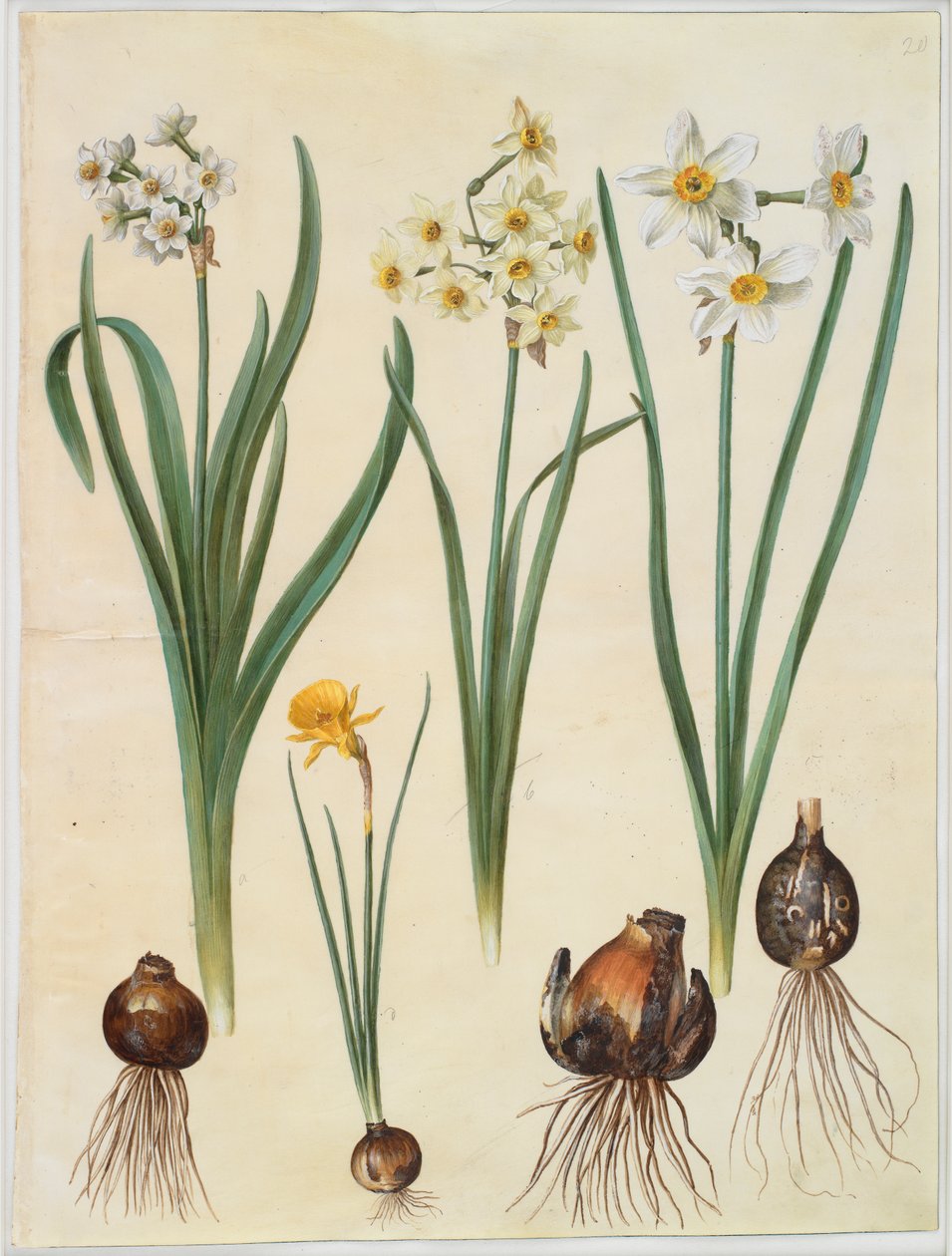 Narcissus tazetta; Narsissi orientalis; Corbularia bulbocodium tekijältä Johannes Simon Holtzbecker